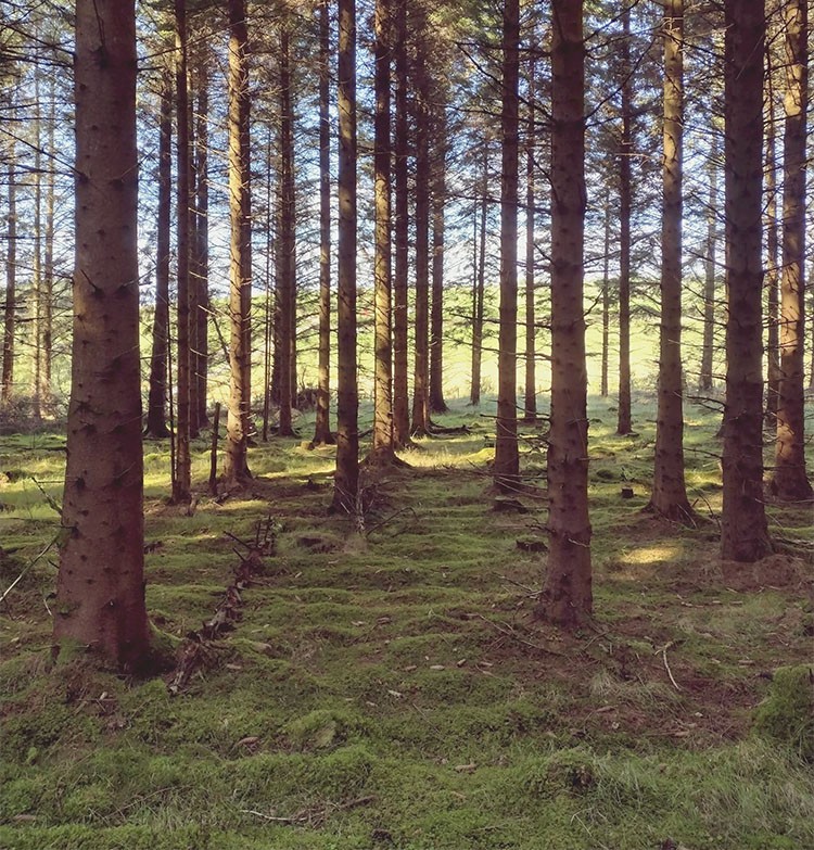 Norway spruce 2
